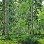 Plan sylvicole territorial des Volcans d’Auvergne : déjà un an !
