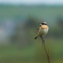 Tarier des prés © G-Caillon SMPNRVA