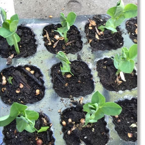 Broad Beans Planted in Energy Garden