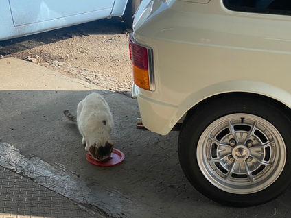 白ビアンキさん