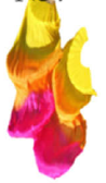 Silk Fan Veils