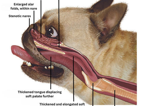 Brachycephalic Obstructive Airway Syndrome - BOAS Surgery In Dogs