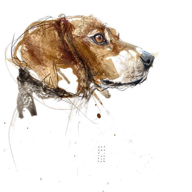 Beagle by Sandra Chiocchetti, sketch art, living animalART, Zollikerberg