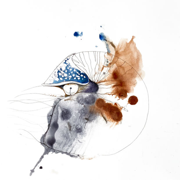 Nautilus, Mixed-Media, Kunst von Sayenne Sandra Chiocchetti, Zollikerberg, sayenne.art