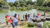 Students from the elev8 program on a cultural field trip, exploring a beautiful traditional Japanese garden with a pond and lush greenery. Some children are holding red paper umbrellas.
