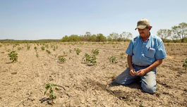 Se expresa una crisis en el campo mexicano que esta llevando a la crisis alimentaria