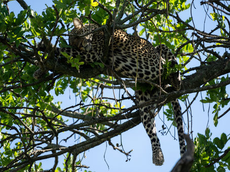 Central Serengeti, May 2026