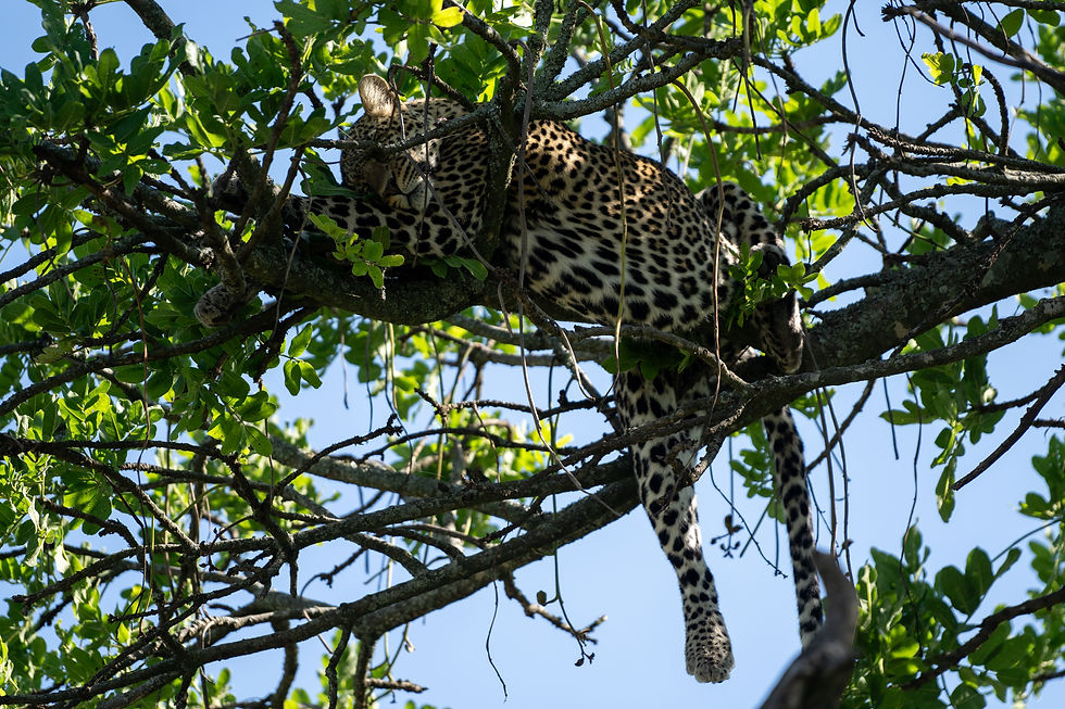 Central Serengeti, May 2026