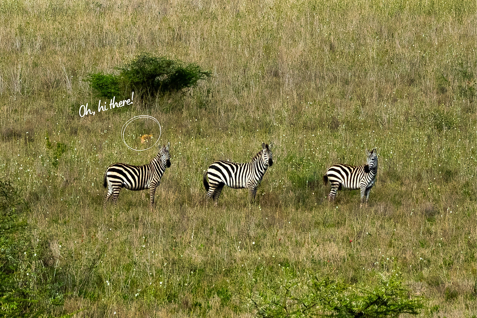 South Serengeti, April 2026