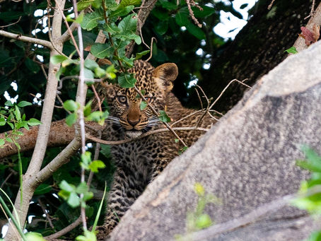 Safari in North Serengeti (Kogatende), Lemala Kuria Hills that included a very rare and elusive spotting of a baby leopard in the bush.