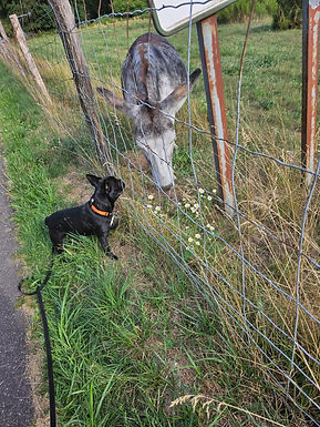 tessy sociabilisation