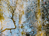 the golden hour - water photograph of gold tree reflection