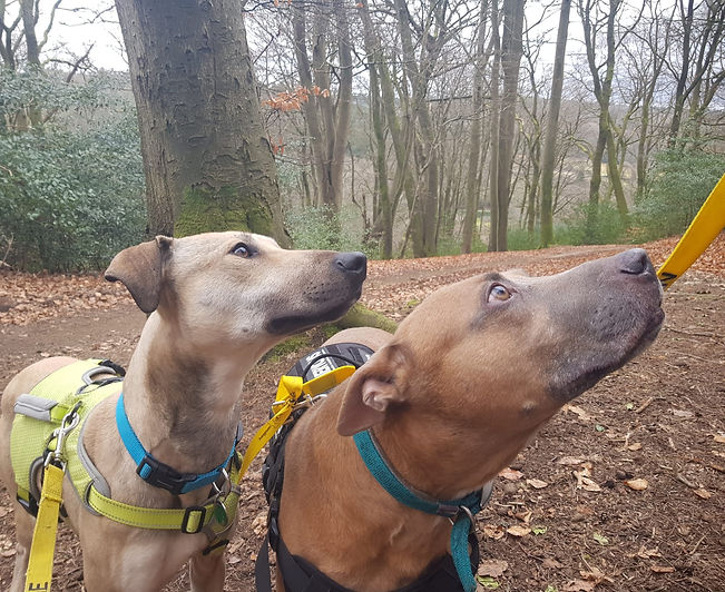 At Grayshott