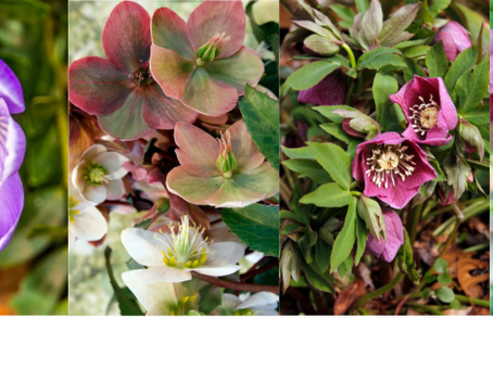 Contemplate the space and calm of your garden in February