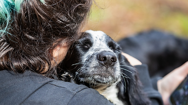 REscue More dogs.png