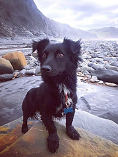 Dog Walker