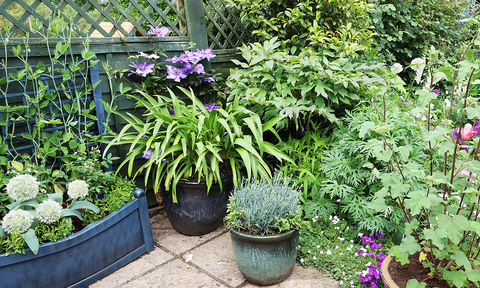 a container garden on a patio
