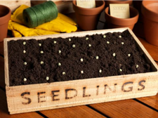 We're growing our own cut flowers this March!