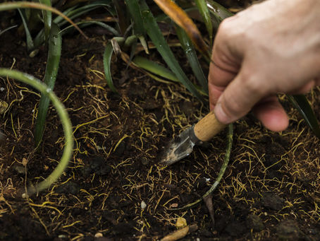 Eco-Friendly Solutions for Organic Nematode Control in Agriculture