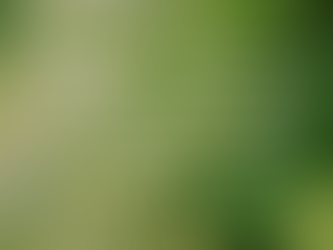 CELEBRATING PALM SUNDAY