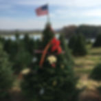 pre-tagging your Christmas tree at The Farms at Pine Tree Barn