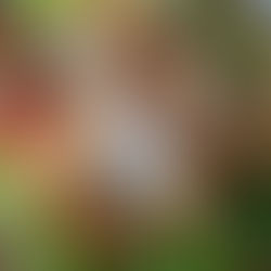 Denver's Best Salads