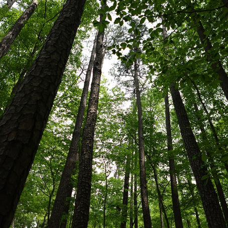 Overcoming Overconsumption