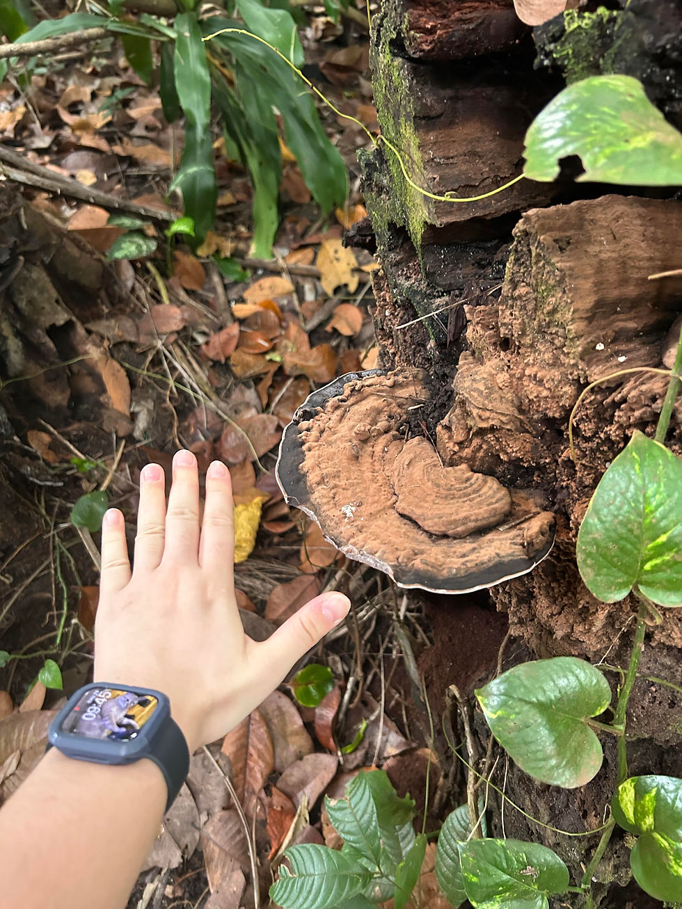 Picked up mushroom spotting 3 years ago. I still don’t know their names but my eyes light up whenever I see one on my path.