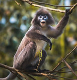 Blog-Phayres_Leaf_Monkey_calling-1125x1164.jpeg