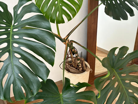 集中力を上げたい方は朝によもぎ蒸し