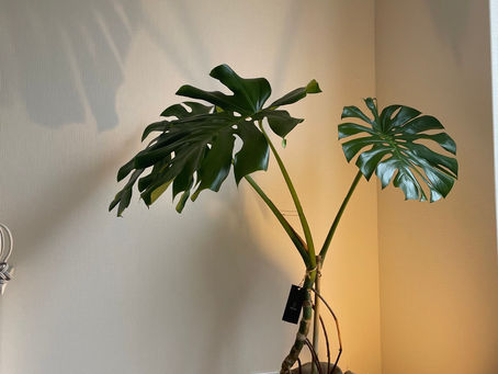 肩こりの緩和に🌿