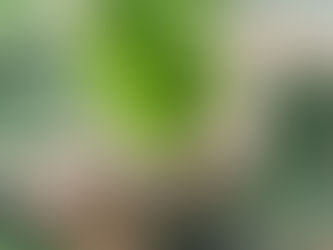 体脂肪によもぎ蒸し👙