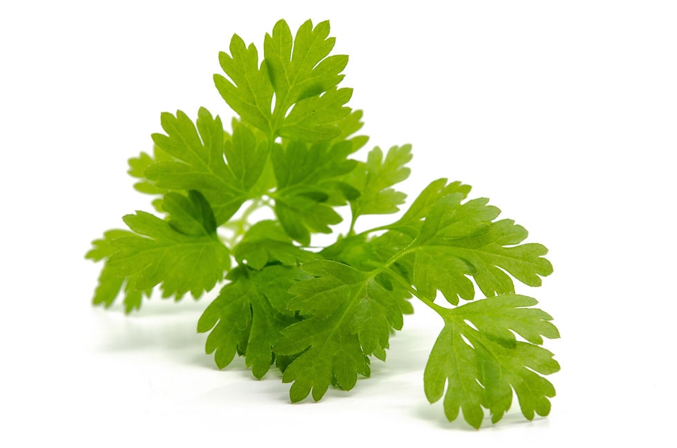 Coriander with root 100 g
