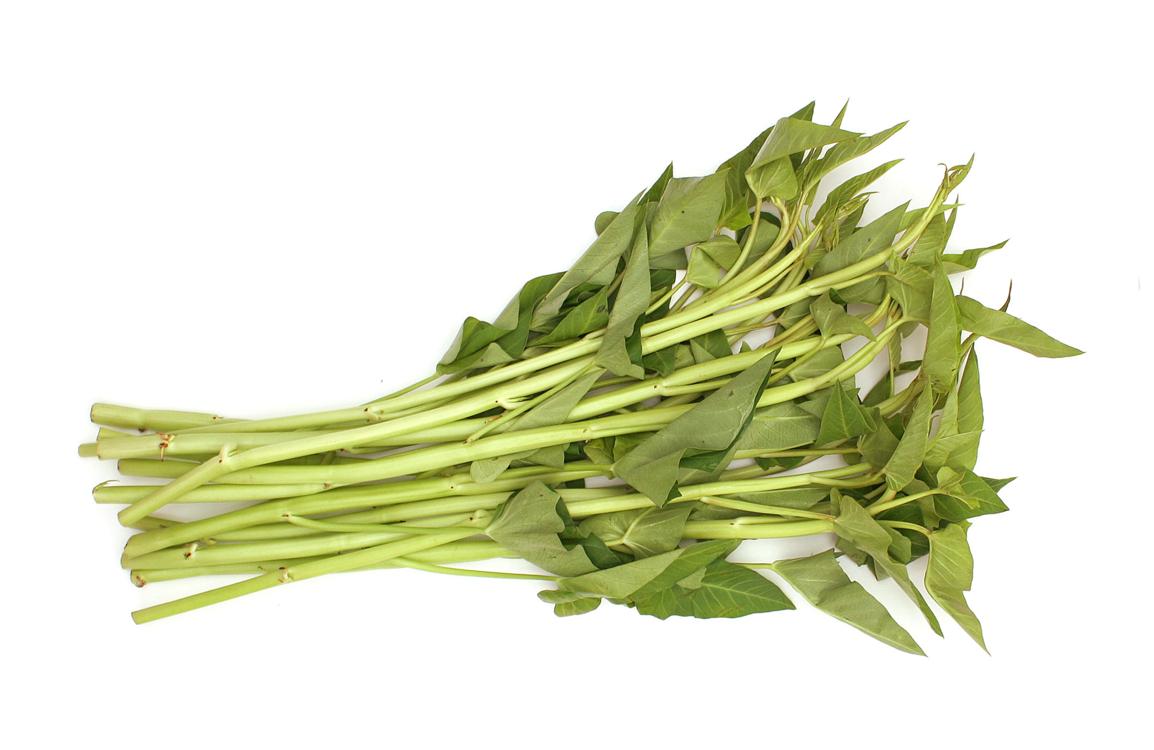 White Morning Glory 250 g