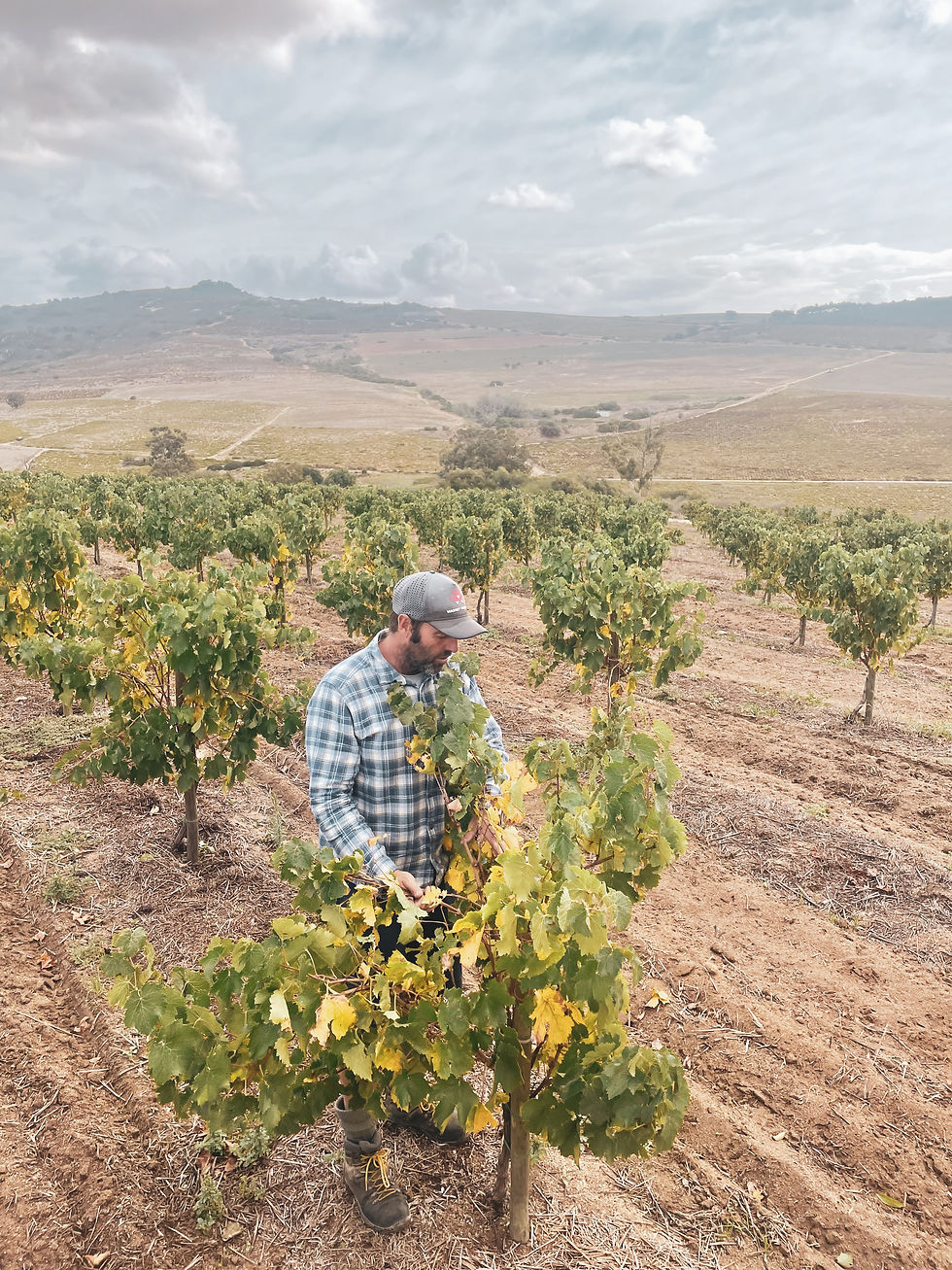 Eben Sadie (THE SADIE FAMILY)