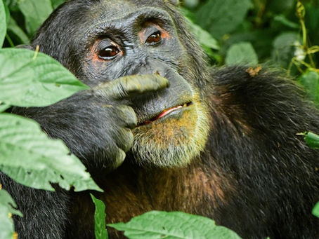 WHAT YOU DIDN'T KNOW ABOUT CHIMPANZEES!!