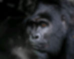 Silverback Mountain Gorilla