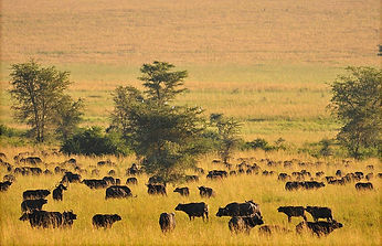 Attractions-in-Kidepo-Valley-National-park..jpg