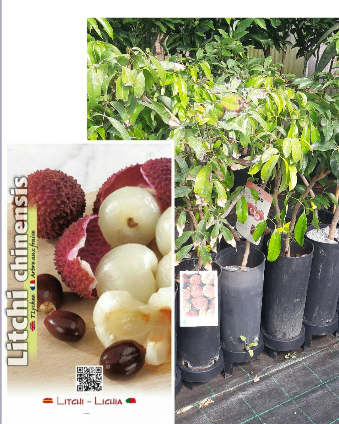 Litchi
