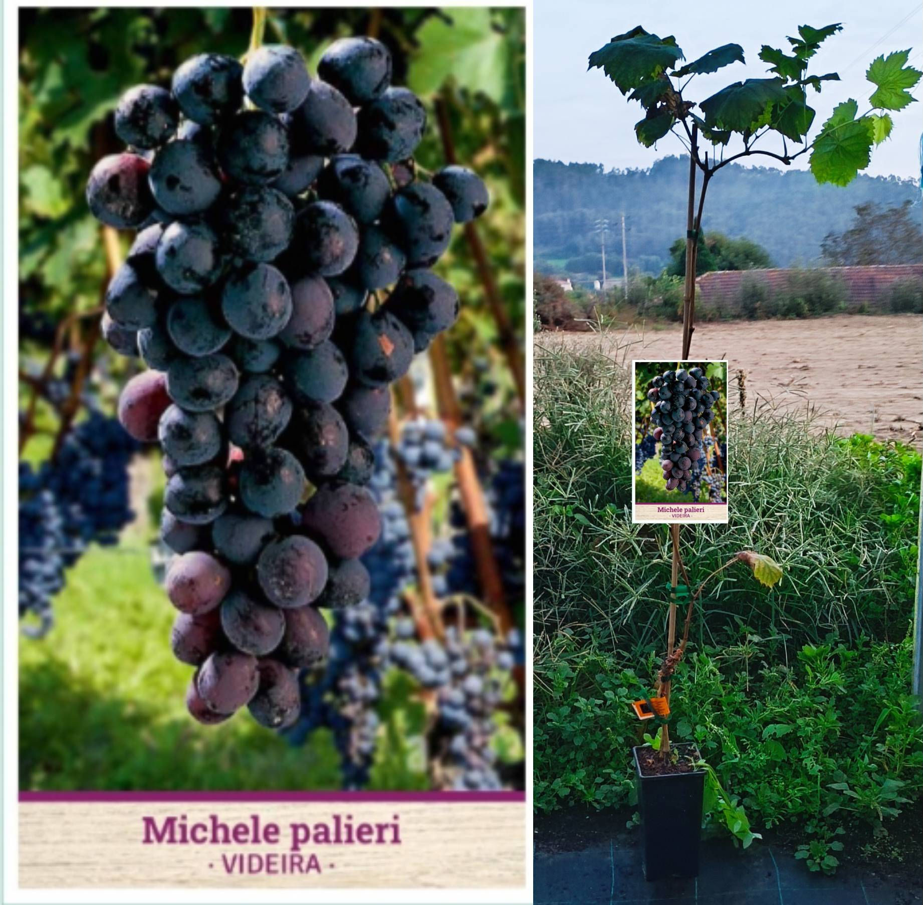 Videira uva de mesa Michele Palieri vaso 2L