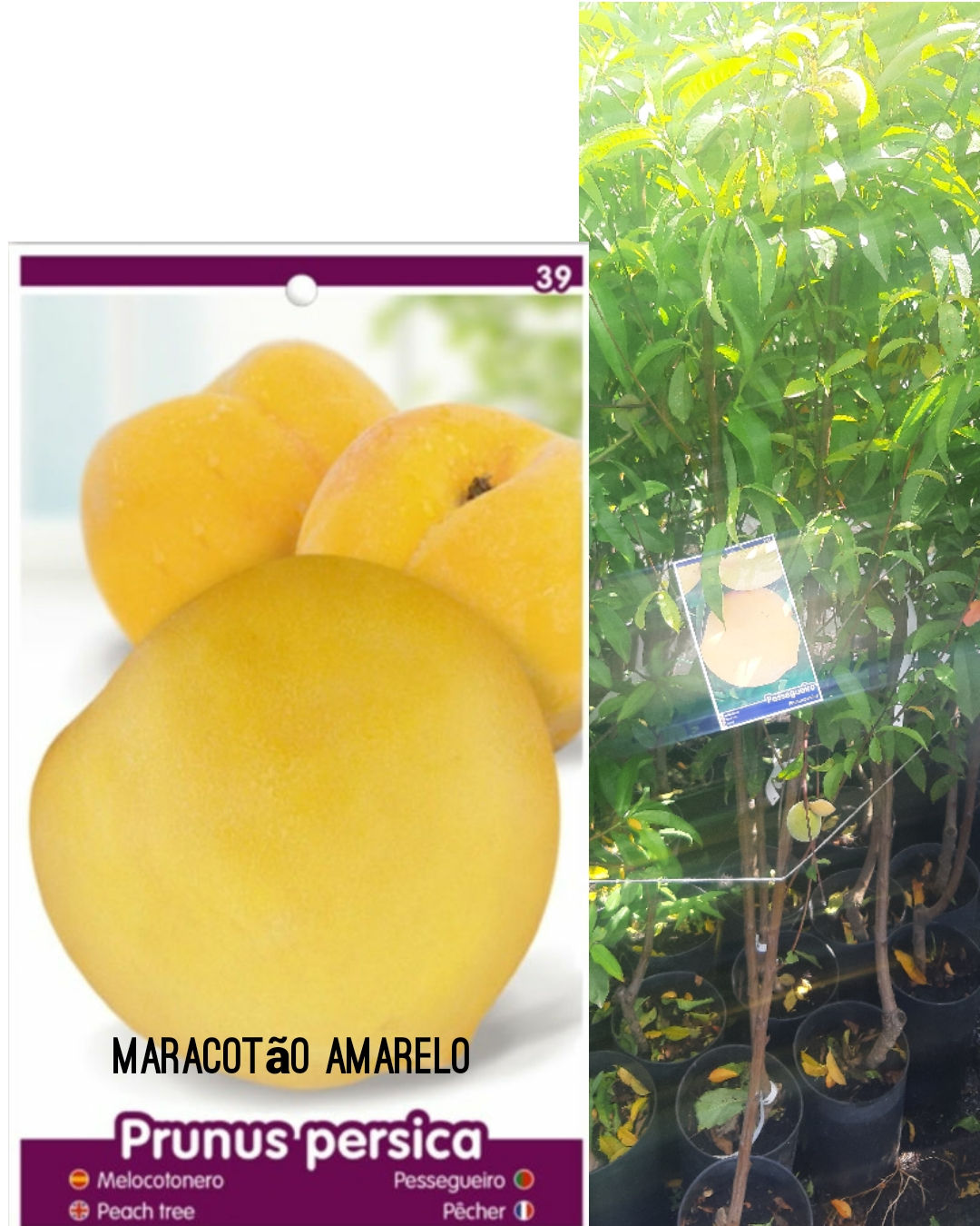 Pessegueiro Maracotão Amarelo