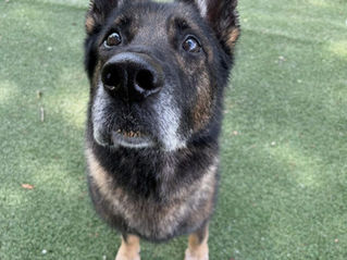 Training Away Aggressiveness With Uri the German Shepherd