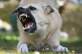 angry dog.png
