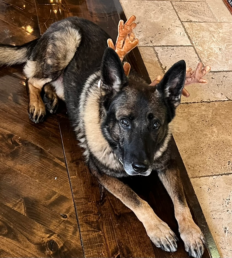 Dog laying down from training commands