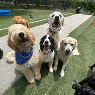 4 dogs smiling.JPG