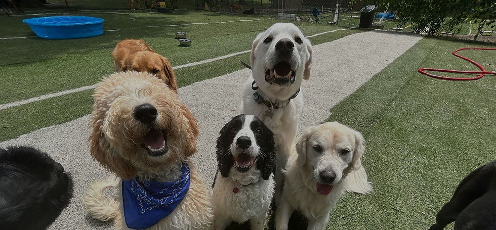 4 dogs smiling_edited_edited.jpg