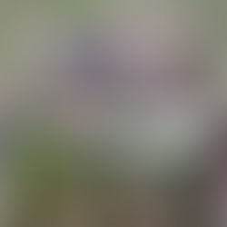 Matan a una mujer en Ometepec.