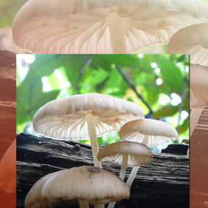 Mushrooms in Natural Settings