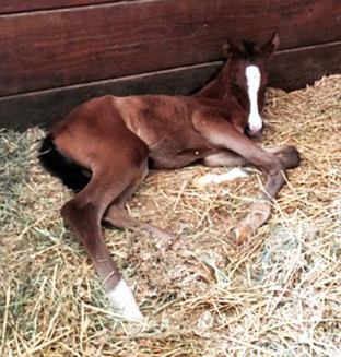 Ten Tips for Your New Foal