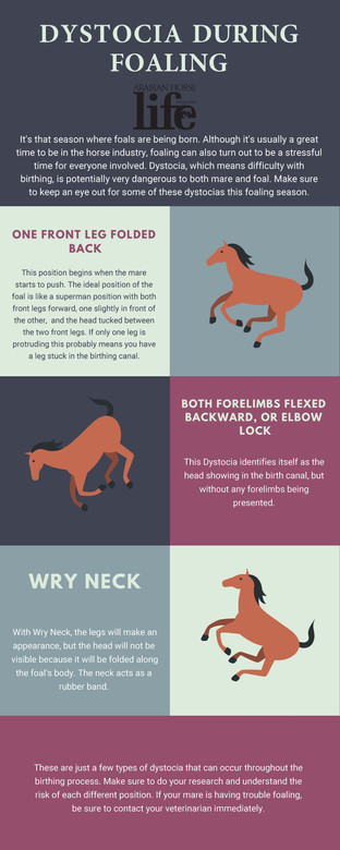 Dystocia During Foaling